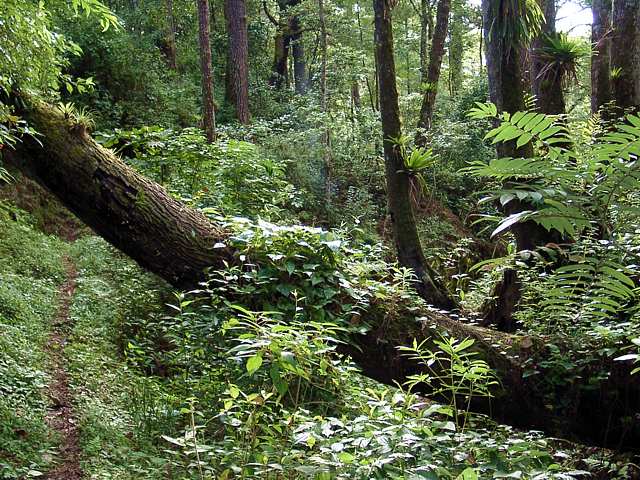 Deep Woods Path