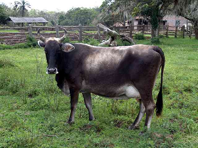 Look of the cow