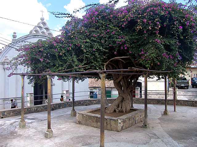 Cental Town Tree
