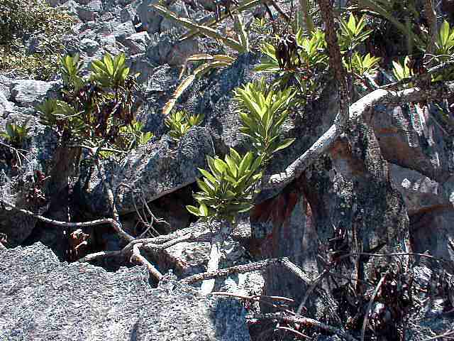 Plants in lava rock